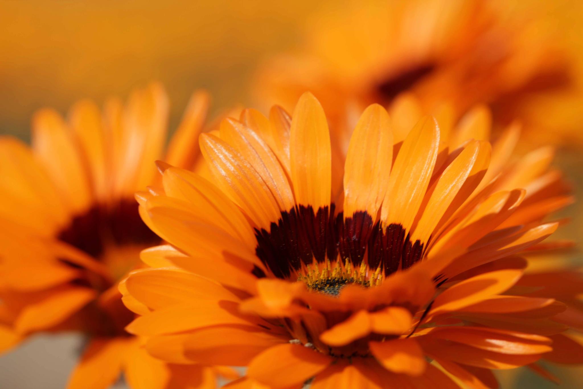 Namaqualand Tours