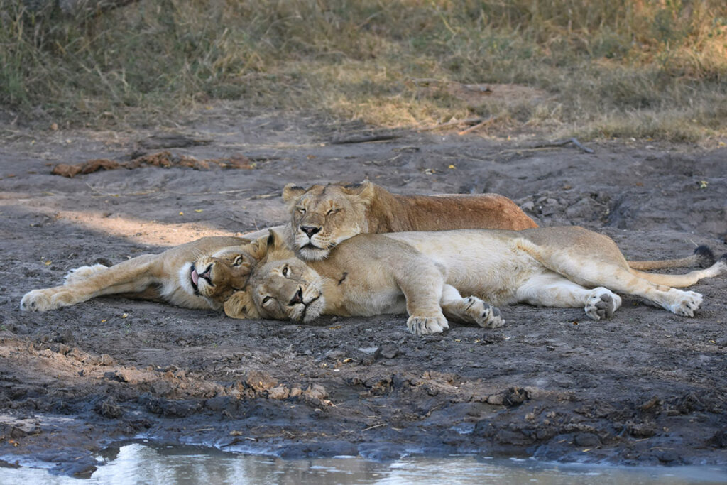 Elephant Plains Game Lodge
