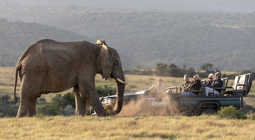 Elephant kicking up dust sighting_1733220510297