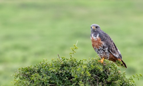 Jackal Buzzard perched on a shrub_1731054096955