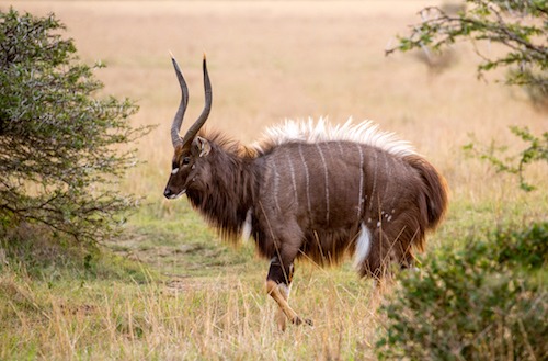 Nyala bull displaying_1733220528538