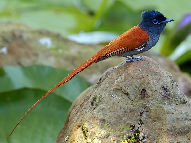 african_paradise_flycatcher9a9ce05