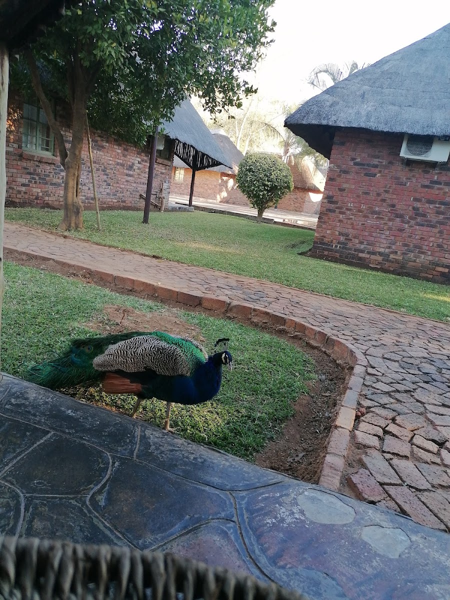 Big Five Lodge Mogoditshane
