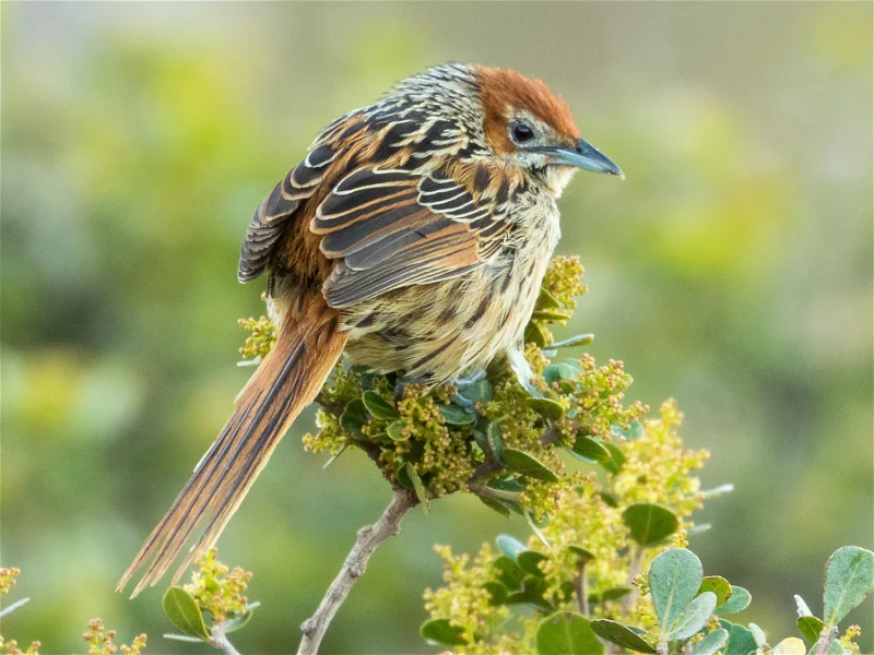 cape_grassbird9284a64