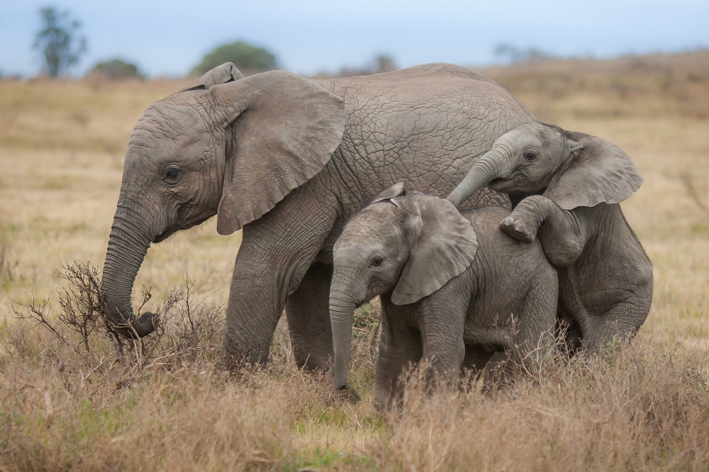 elephants_playing