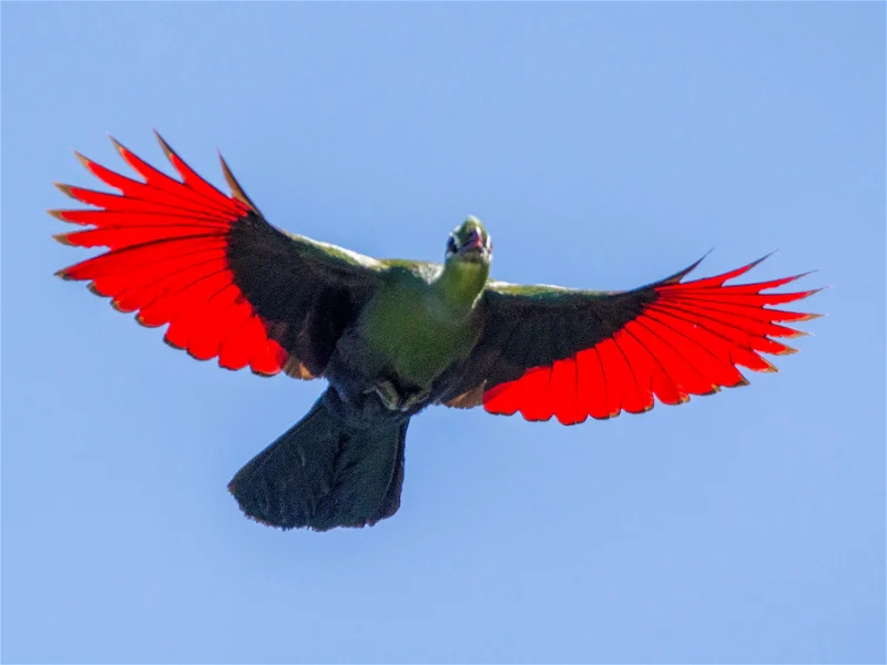 knysna_turaco3e2ac89